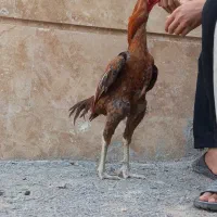 جوجه‌خروس