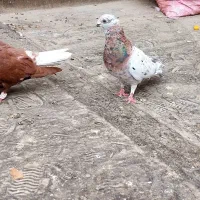 کفتر سار هفترنگ سرخ دم سفید سبز دم سفید اقون قره