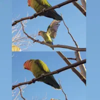 طوطی برزیلی