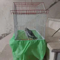 عروس هلندی ماده