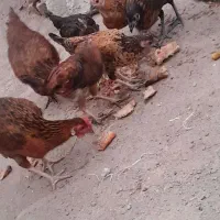 حیوانات مزرعه