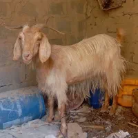 فروش گوسفند ماده چاق
