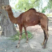 شتر نر