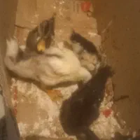 ۴ تا اردک ۱ ماه