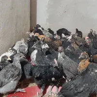 جوجه مرغ و خروس  جوان