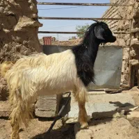 ۳تا یکساله چاق دو دندان