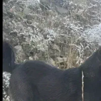 نگهداری از سگ گله یا مناسب نگهبانی