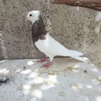 کبوتر طوقی گم شده
