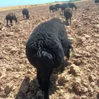 دو راس قوچ قره قزل فروشی