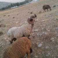 قوچ|حیوانات مزرعه|کوه چنار, |دیوار