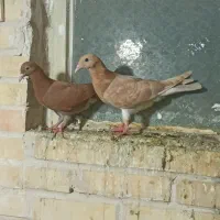 چند تا جوجه و جوونه کفتر