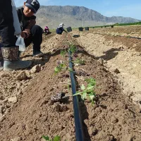 نشا گوجه بذر هیبرید