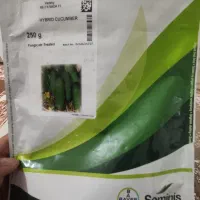 بذر خیار seminis اصلی