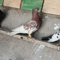 کبوتر  دو نر سفت و درجه یک