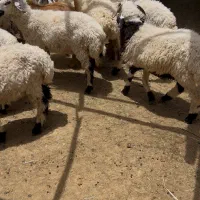 ۱۰عدد بره نر