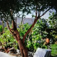 برش چوب شما و خرید