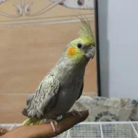 عروس هلندی پروانه ای دستی تخم گذار