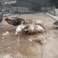 بوغلمون بالغ و کرچ