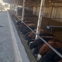 ۱۰۰ راس بره تمام نر پای پروار افشاری ممتاز