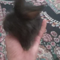 خرگوش تعدادی زیادی