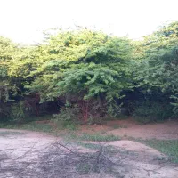 زمین-265-متری-ام-طمیر