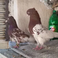 کله سرخ نر و ماده
