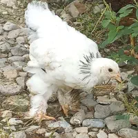 برهما (پاپر) یک ماهه