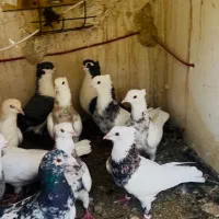 کبوتر ساده کربات طوقی