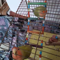 طوطی برزیلی