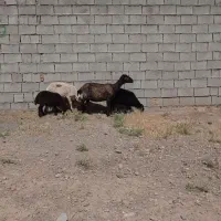 میش بره