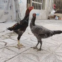 خروس و مرغ لاری شش دانگ