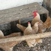 جوجه زینتی