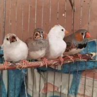 فنچ نر با سه تا جوجش