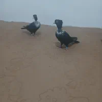 پرنده