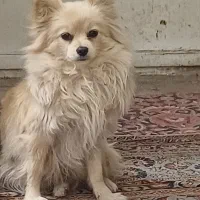 سگ پامرفرارکرده