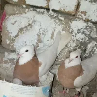 جفت طوق زرد خوشکل عروسک