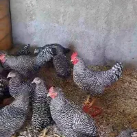 جوجه آمروک با کیفیت دونه ای 150