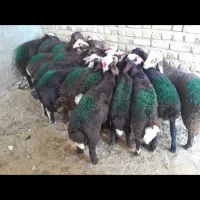 تعداد 30 راس بره نر افشار تعداد بالا خواستیدموجوده