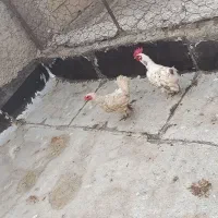 مرغ و خروس