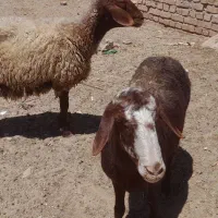 ۲راس میش افشاری جوان داشتی بز
