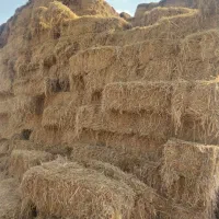 کاه شالی