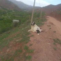 این حیون هفته پیش در طاغون گمشده هرکی