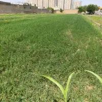 فروش یونجه