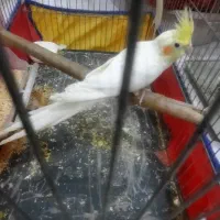 عروس هلندی جفت
