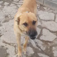 سگ گله و سگ آپارتمانی تربیت شده موجود است