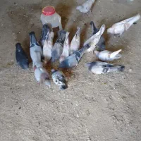 کبوتر