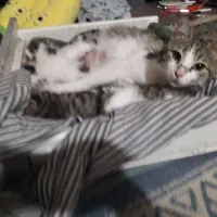 پیشی