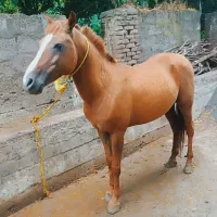 اسب نر یابو به شرط سواری و باری