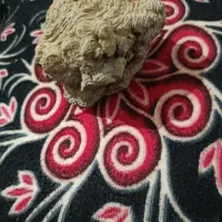 فسیل چند میلیون ساله