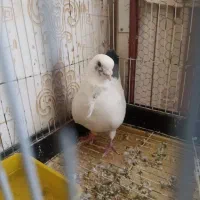 عروسک کبوتر نر